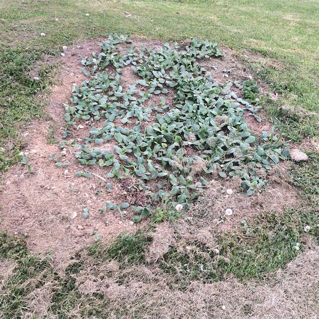 Within a week of Daddy tilling the bed, THIS was my 6ft garden.